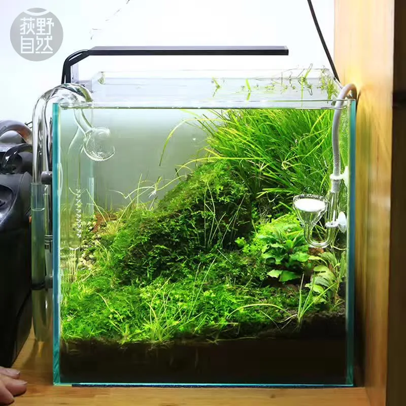 Aquarium Plant Diseases - Chihiros C シリーズ ADA スタイル植物成長 LED