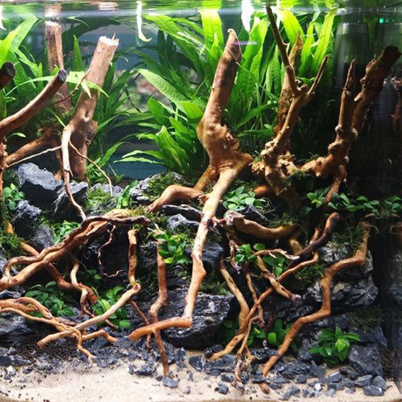 水族館マイクロ風景天然流木根幹木 DIY ホーム水槽装飾品用 - Aquarium Planted Soil のレビューと価格