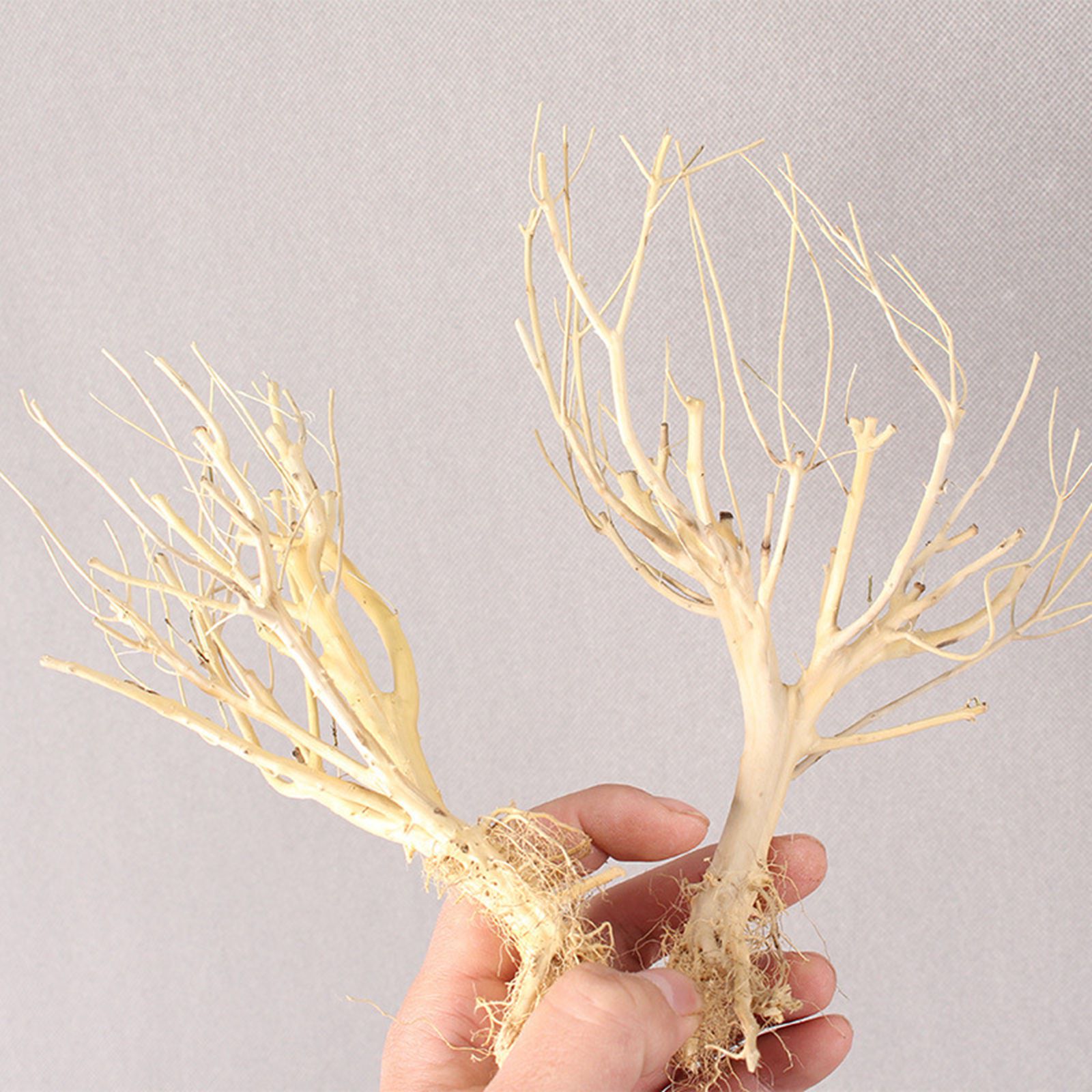 新しいDIY流木水槽モスツリー水槽飾り景観高品質盆栽装飾木製 - Aquarium Plant On Wood のレビューと価格