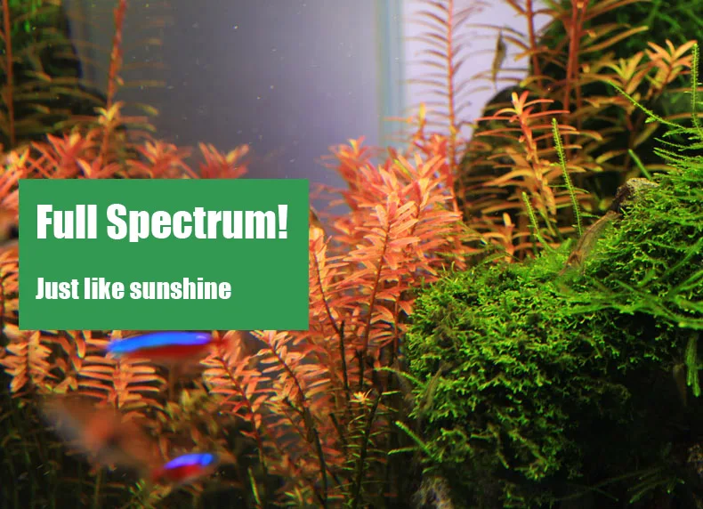 Chihiros C シリーズ ADA スタイル植物成長 L - Aquarium Plant Diseases のレビューと価格