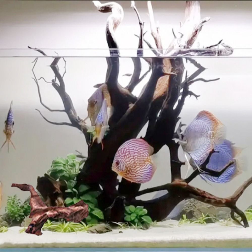 創造的な不規則な形の珊瑚ウッド、天然ウッド、流木、松の木の根 - Aquarium Planted Soil のレビューと価格