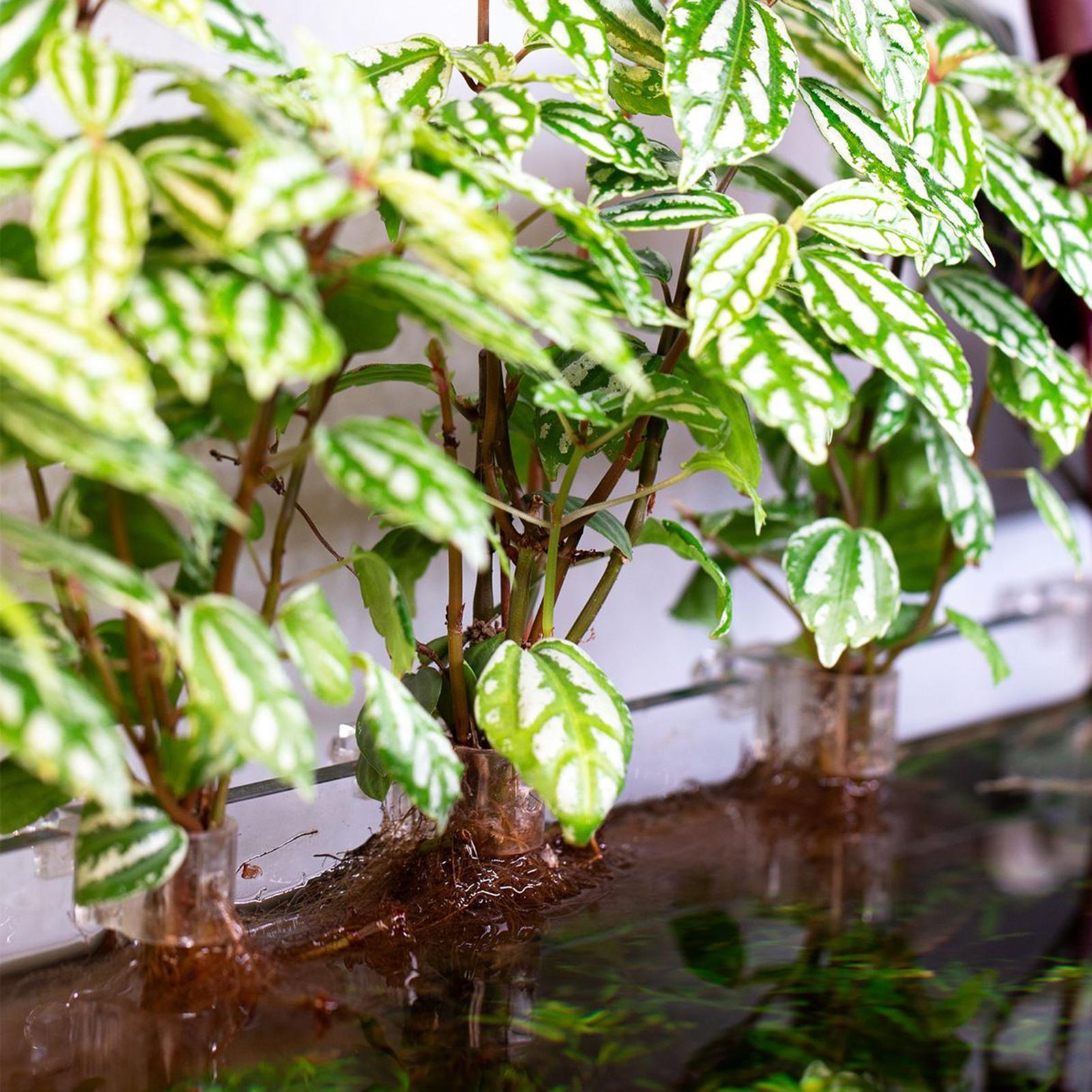 6 個の水族館植物ホルダー透明植栽ブラケット吊り下げ可能な植 - Aquarium Plant Diseases のレビューと価格
