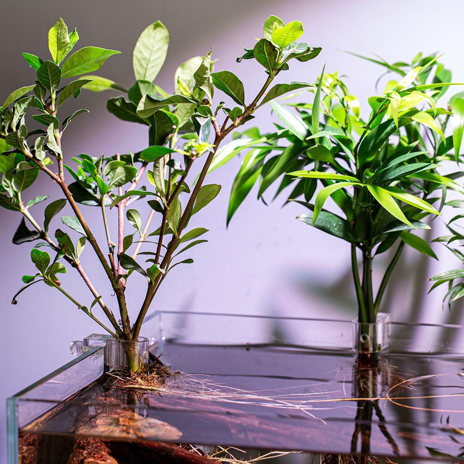 水槽用植物ホルダー 6個入り 透明植栽ブラケット 吊り下げ式 - Aquarium Plant Diseases のレビューと価格
